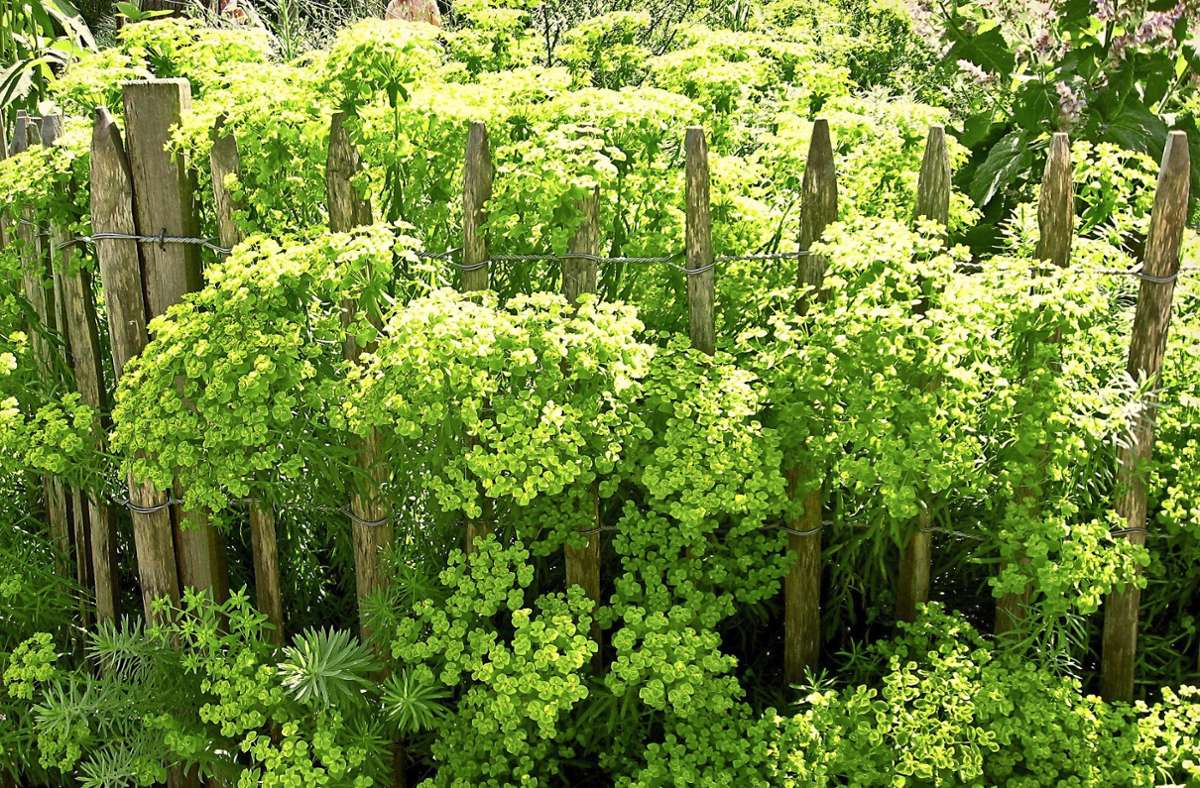 Wolfsmilch (Euphorbia): Insektenfreundlicher Garten und trockenheitsverträgliche Pflanzen (Trend 1 und 2)