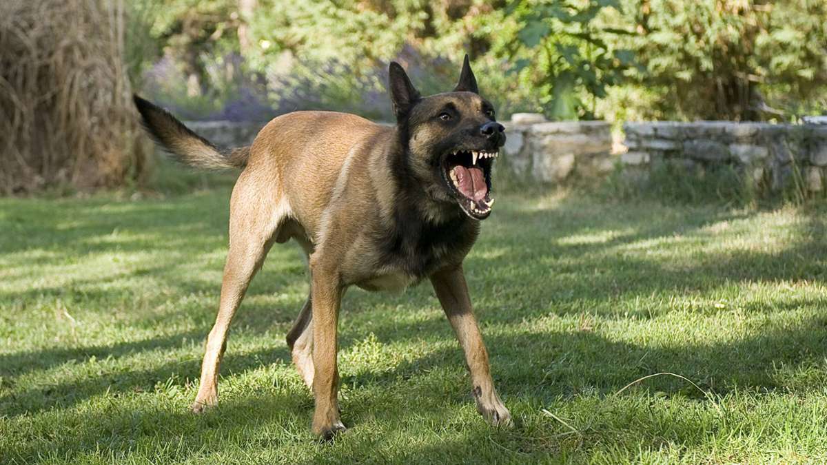 Bühl im Kreis Rastatt: Hund beißt Zehnjährigen mehrmals in Kopf und Rücken