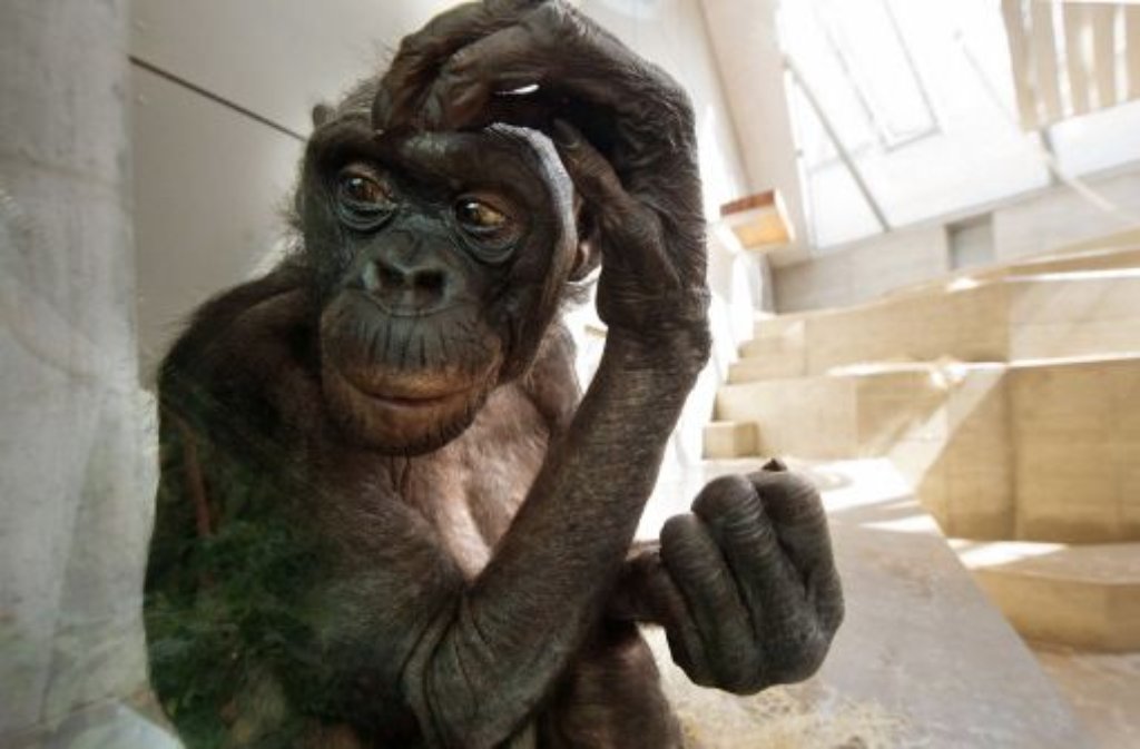 Ein Bonobo im neuen Affenhaus der Wilhelma.
