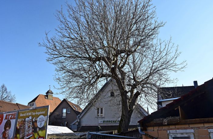Naturschutz in Hedelfingen: Nussbaum vor dem Fällen gerettet