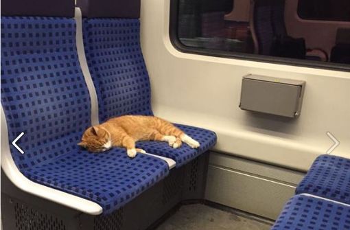 Die kleine Katze hat es sich auf den Sitzen der S-Bahn S1 gemütlich gemacht. Foto: Screenshot Facebook/Patrick Maurer