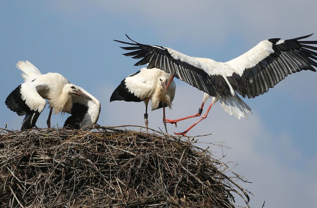 Ein Storch fliegt in Riedlingen-Zell ein Nest an, in dem zwei Jungstörche stehen.