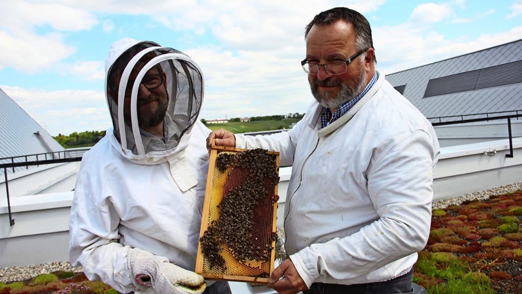 Freizeit-Imker in Stuttgart-Feuerbach: Bienen schwärmen vom Bosch-Gelände aus