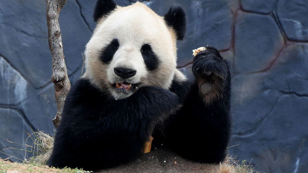 Bedrohte Arten: Den Panda schützen, aber nicht den Regenwurm