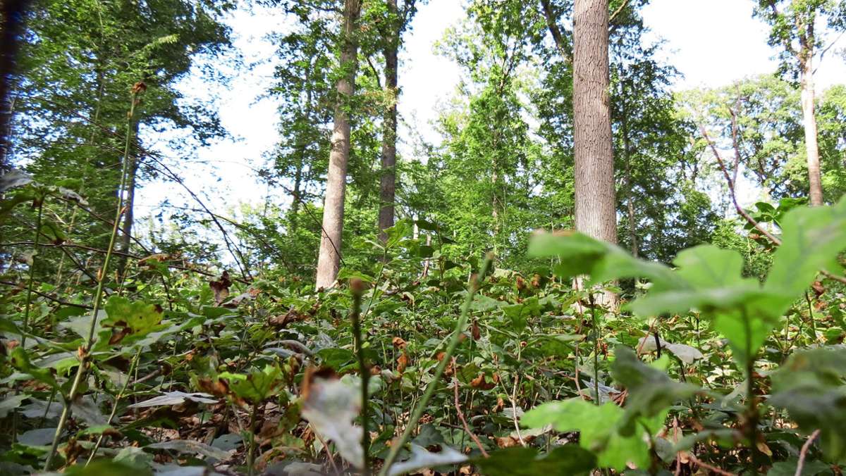 Waldumbau Degerloch: Wie Wald auf Hitze vorbereitet wird