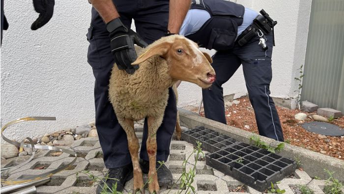 Polizei jagt Schaf mitten in Leonberg