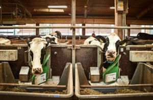 Uni Hohenheim vertieft Nutztierforschung und Tierversuche