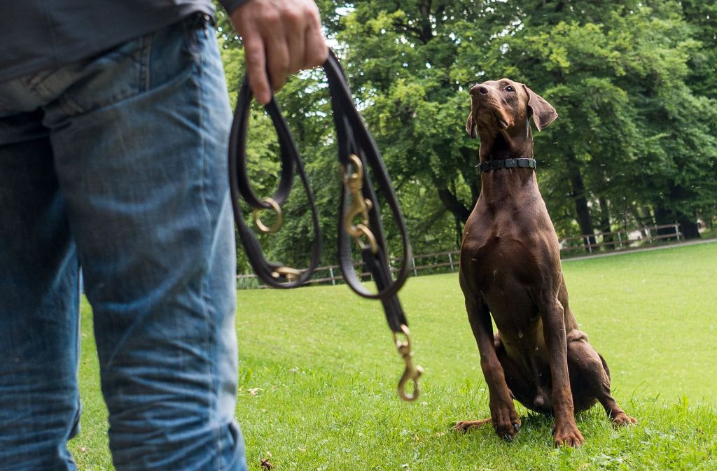 3. Tipp: Gemeinsames Training – Das Üben mit einem Hundetrainer könne auch helfen.