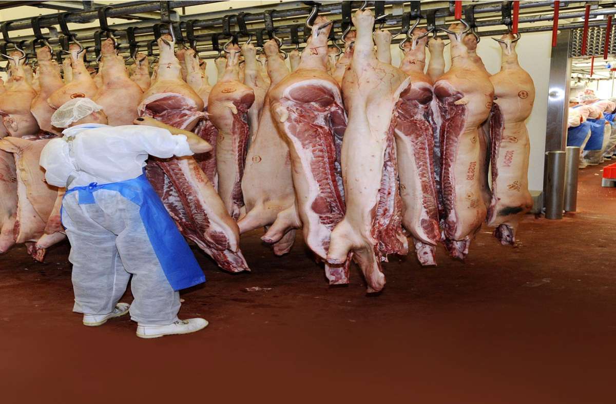 Viele Schweine sollen vor der Tötung nicht ausreichend betäubt worden sein. Foto: imago stock&people