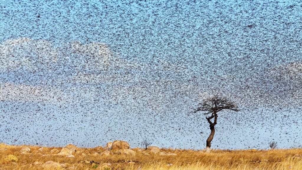  Riesige Insektenschwärme bedrohen die Ernten in Somalia. Die UN spricht von der schlimmsten Heuschreckenplage seit 25 Jahren. Woher kommen die Heuschrecken – und wie gehen die Menschen mit ihnen um? 