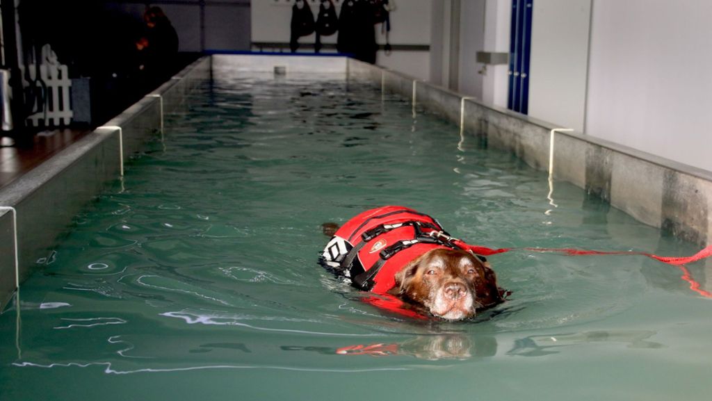 Trainingsstätten für Hunde: Schwimmtraining mit vier Pfoten