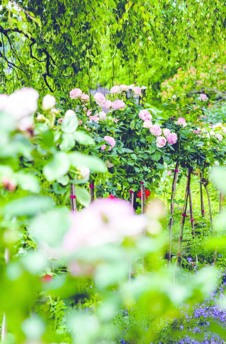 Für seine Rosen ist der Garten Konrad Adenauers berühmt geworden.