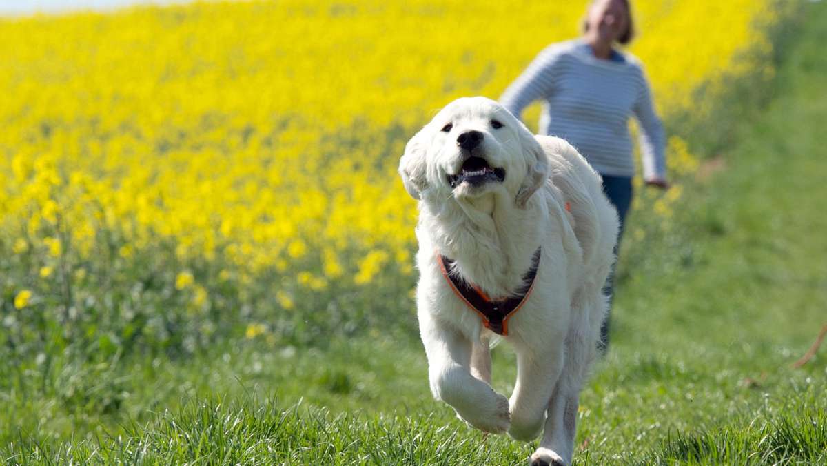 Hundeerziehung in der Coronapandemie: Diese Tipps geben Stuttgarter Hundetrainer