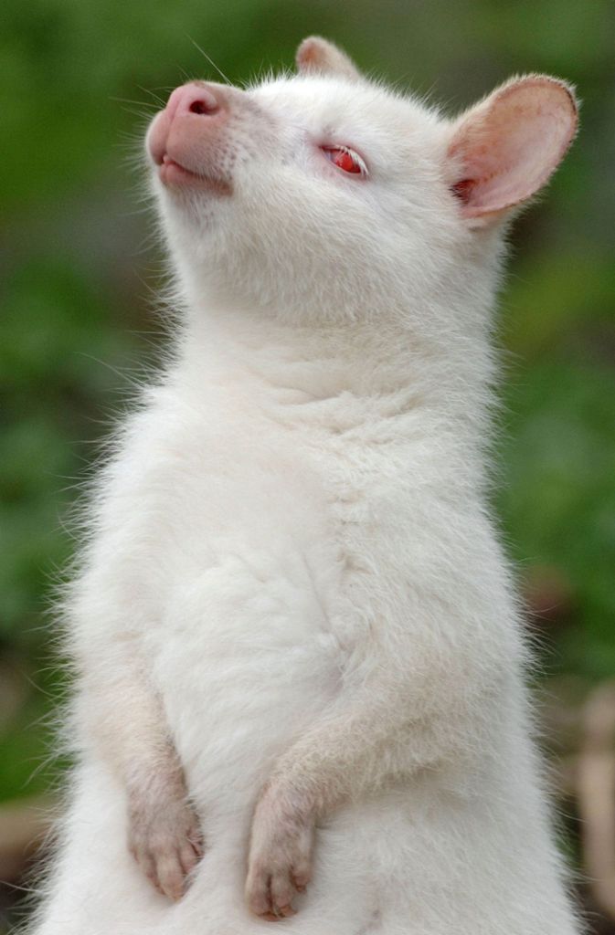 Ein Albino Benett-Känguru, das ursprünglich aus Australien kommt.