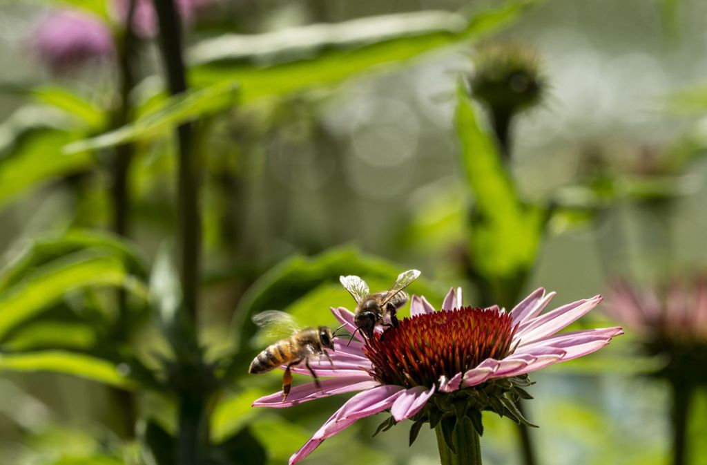 Die Blütenvielfalt soll die Bienen retten.