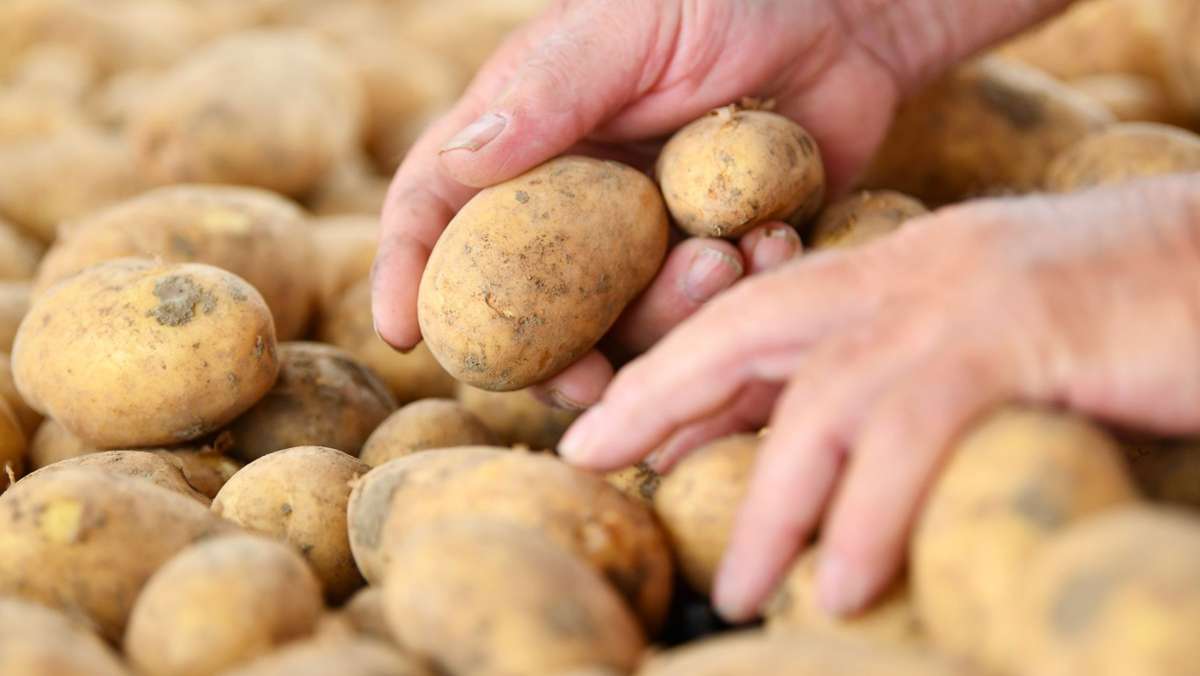 Einbruch bei Kartoffelernte: Kartoffelbauern im Land schlagen Alarm