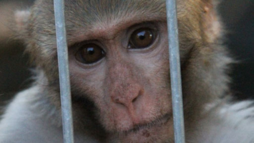 Tierversuche mit Affen: Tübinger Max-Planck-Institut in der Kritik