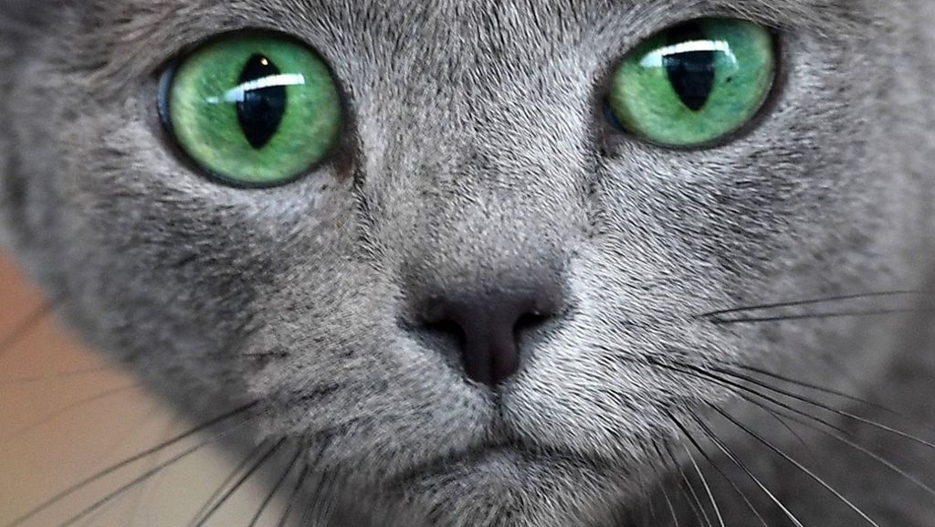 Viraler Hit: US-Tierheim gibt „schlimmste Katze der Welt“ zur Adoption frei