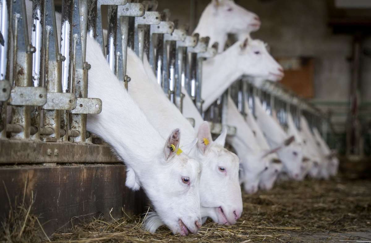 Die Ziegen fressen Biofutter aus eigener Herstellung.