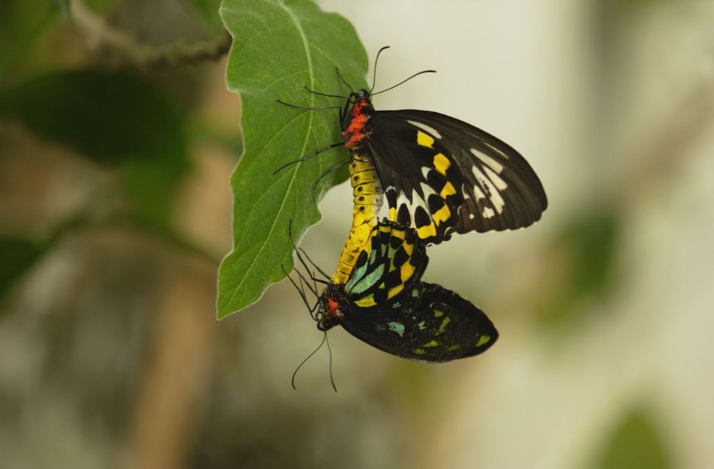 In diesem Jahr wird das Naturvision-Festival von Schmetterlingen eröffnet. Genauer von diesem Film: „Sex, Lies and Butterflies“ läuft am Donnerstag um 19 Uhr im Central-Kino.
