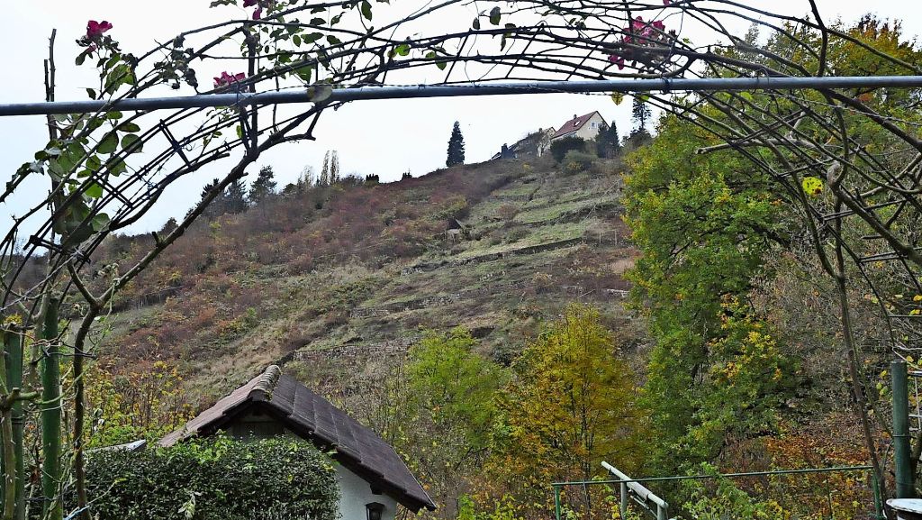 Weinbau in Hedelfingen: Wengerter  wollen die Steillage neu kultivieren