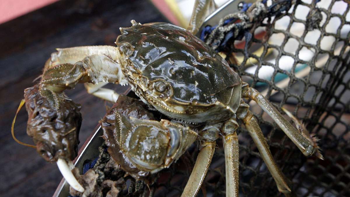  Ein 46-Jähriger hat versucht Wollkrabben nach Deutschland einzuführen. Der Zoll entdeckte die Krabben im Koffer. Diese Tierart stammt ursprünglich aus China und bedroht das Ökosystem hierzulande. 