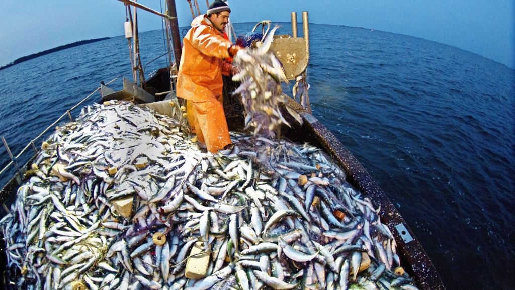 MSC-Siegel: Wie fängt man Fische nachhaltig?