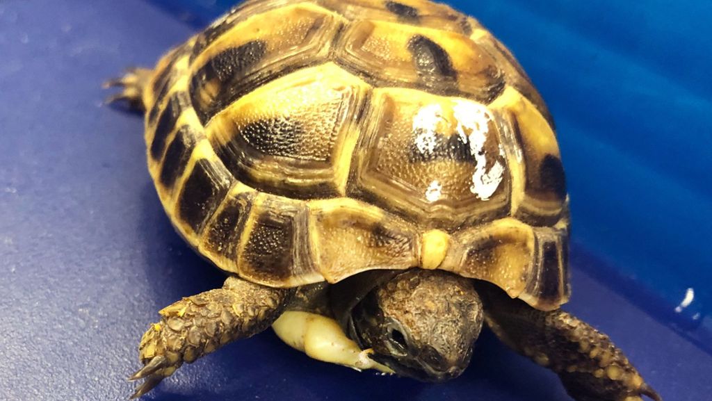 Flughafen München: Zoll stoppt Mann mit lebender Schildkröte in Bauchtasche