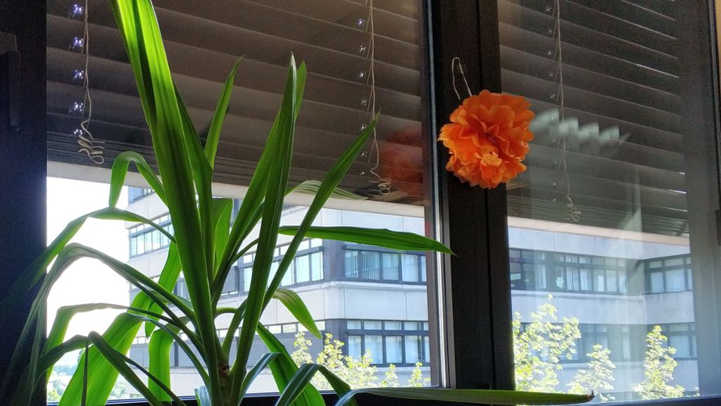 Hitze in Stuttgart: Rollladen runter: Wie viel Licht brauchen Pflanzen im Zimmer?