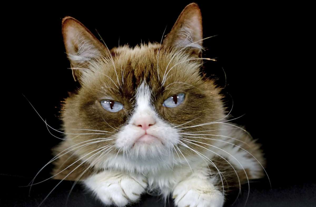 Tardar Sauce genannt Grumpy Cat – die inzwischen verstorbene US-Katze wurde durch ihr stets mürrisches wirkendes Gesicht zum Internet-Star.