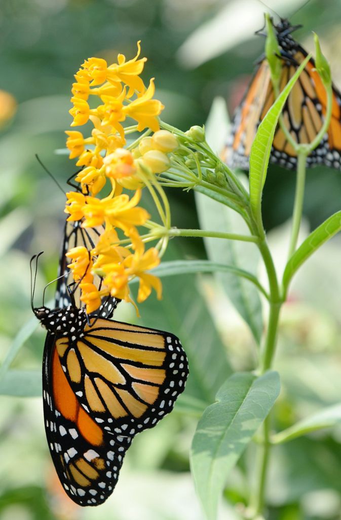 Ein Monarch hat sich auf einer Blüte niedergelassen.