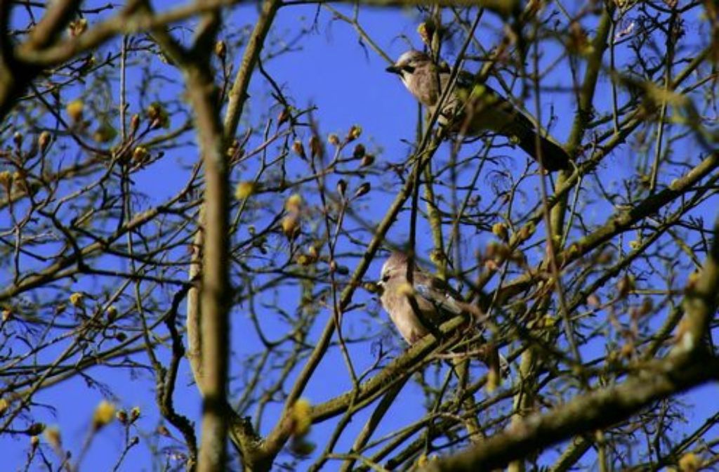 Unser Leserfotograf hat zwei Eichelhäher im Baum vor die Linse bekommen.