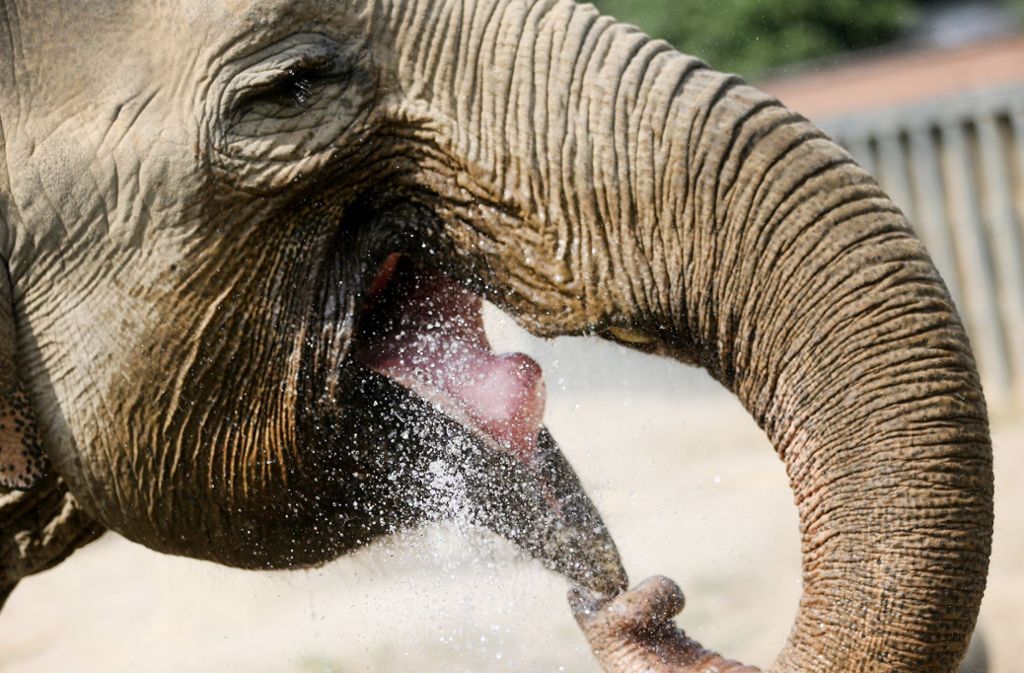 Durch Gebrauchen des Rüssels können Elefanten sich ideal mit Wasser erfrischen.