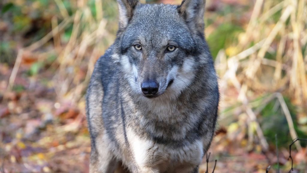 Isegrim in Sachsen: Wolf in Görlitzer Innenstadt eingefangen