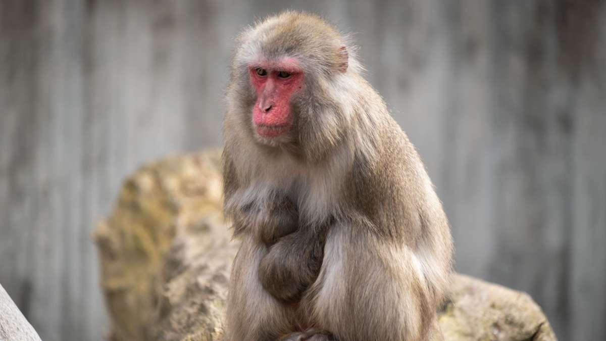 Suche nach Affe in Schottland: „Kingussie Kong“ weiter auf der Flucht