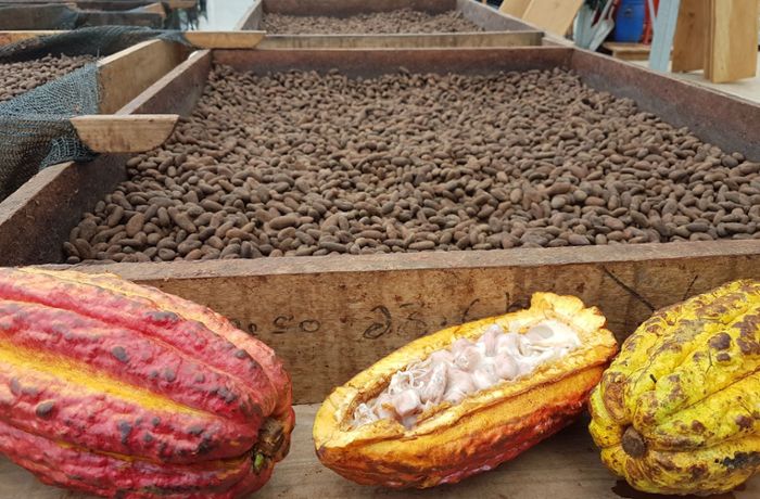 Plantage in Nicaragua: Wo der Kakao für Ritter Sport herkommt