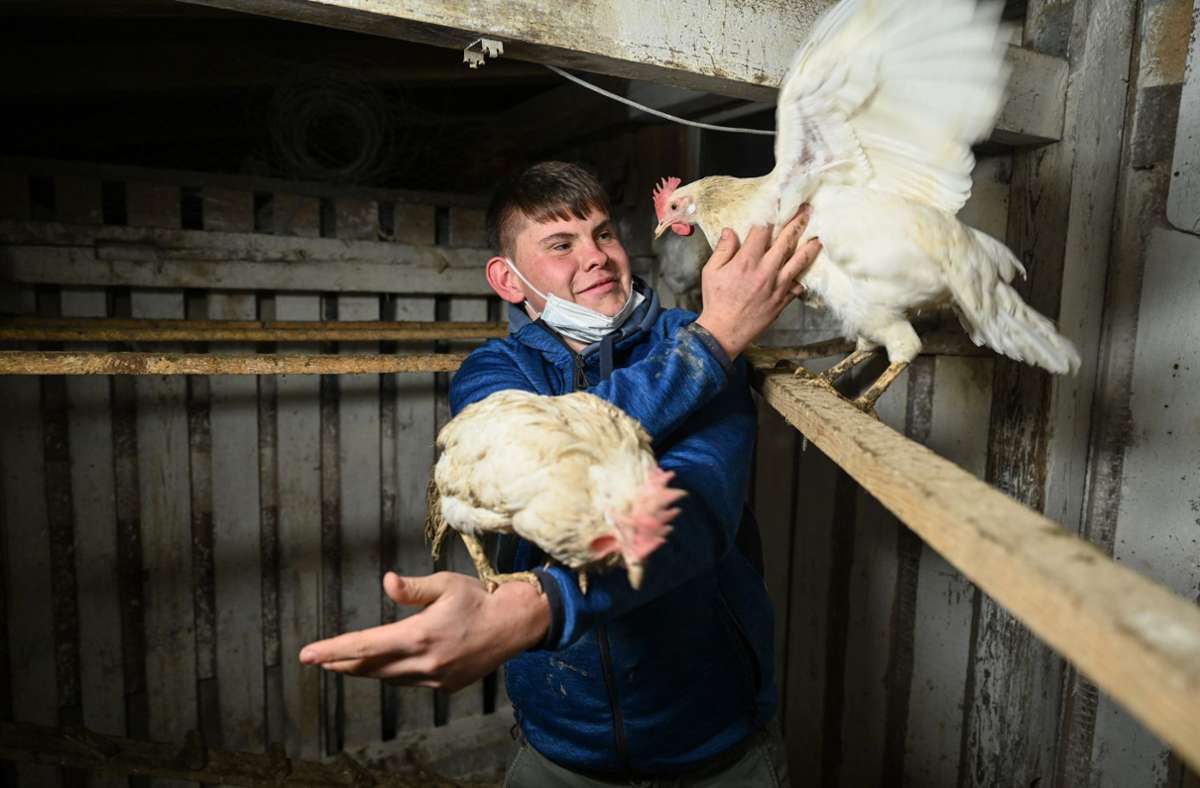 Der 17-Jährige Nic Dilger aus Tettnang steht in seinem Hühnerstall und kümmert sich um die Hühner, die er aufgenommen hat. Foto: dpa/Felix Kästle