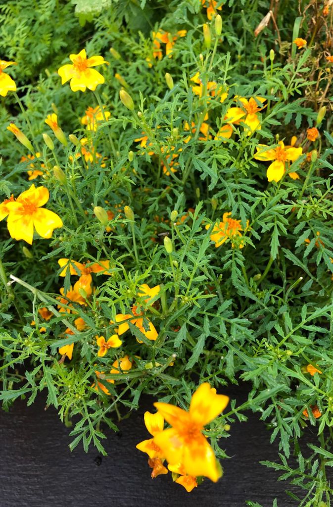 Die Blumen mit den orangefarbenen Blüten heißen Gewürztagetes. Daraus macht Johannes King ein aromatisches Öl.