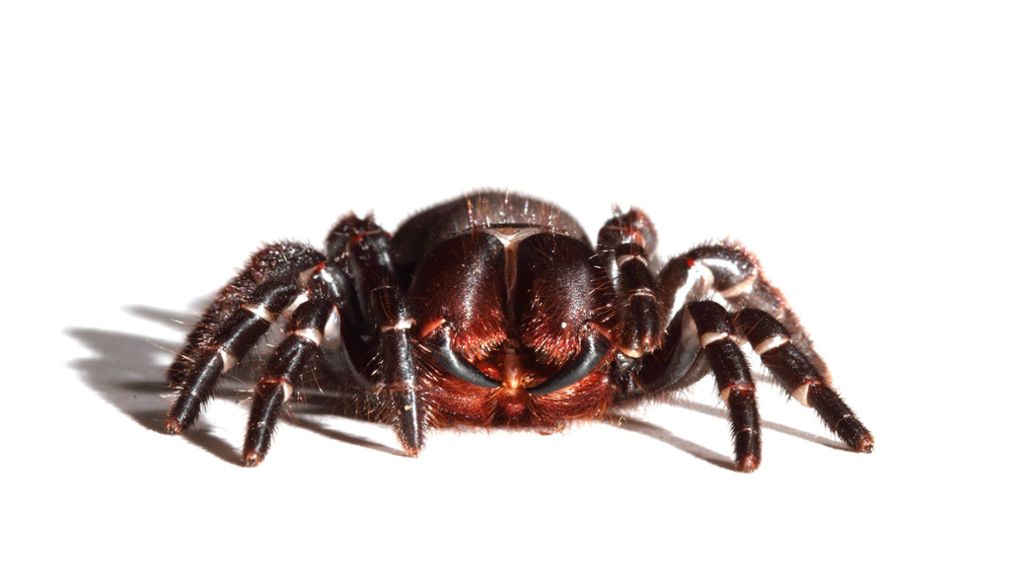 Ideale Bedingungen in Australien: Experten warnen vor Ausbreitung giftiger Spinne