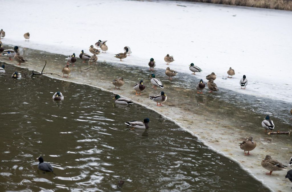 Auch die Enten tummelten sich auf der Eisfläche.