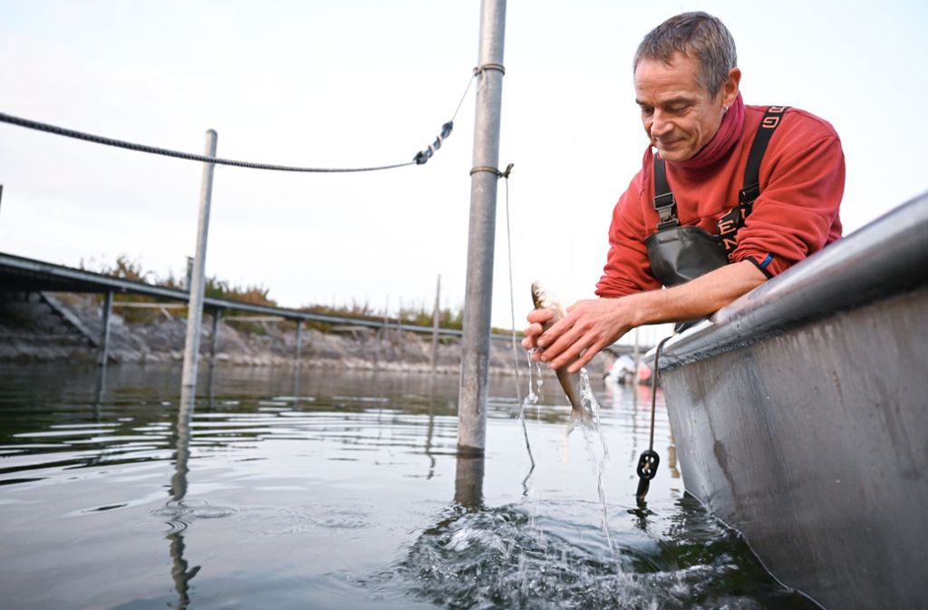 Fischer Andreas Geiger wäscht einen ausgenommenen Fisch im Bodensee. Die Berufsfischer am Bodensee fangen schon seit Jahren immer weniger Fisch. Foto: dpa/Felix Kästle