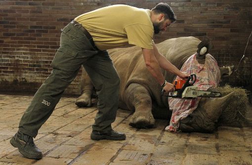 Kein schöner Anblick: Ein Tierpark in Tschechien kürzt die Hörner der Nashörner. Foto: Zoo Dvur Kralove