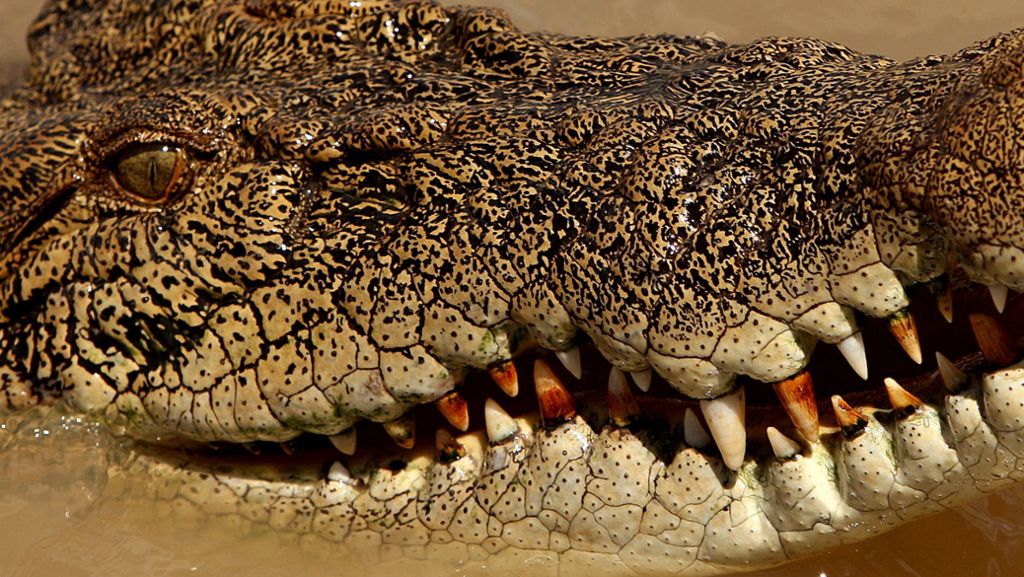 Indonesien: Mob schlachtet 292 Krokodile ab