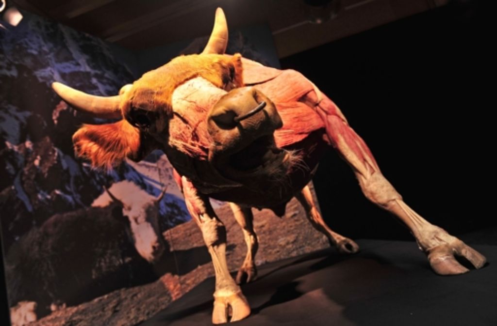 Ein plastinierter Stier zeigt in der Anatomieausstellung seine Muskeln.