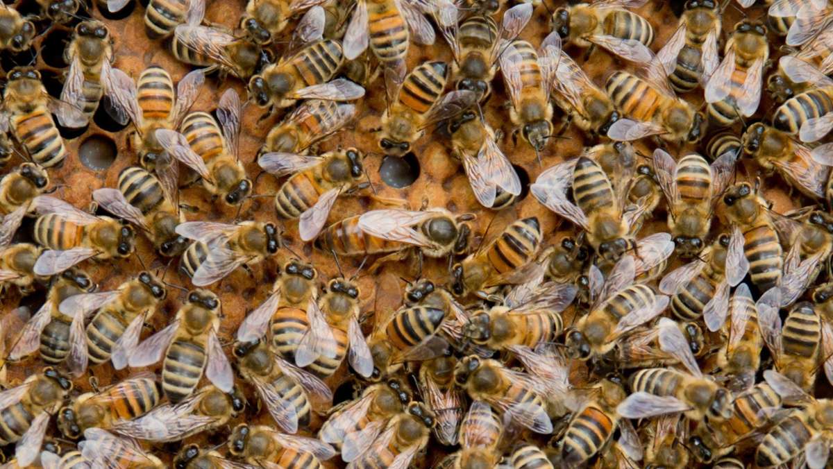 Villingen-Schwenningen: Brand nach Blitzschlag - sechs Bienenvölker sterben