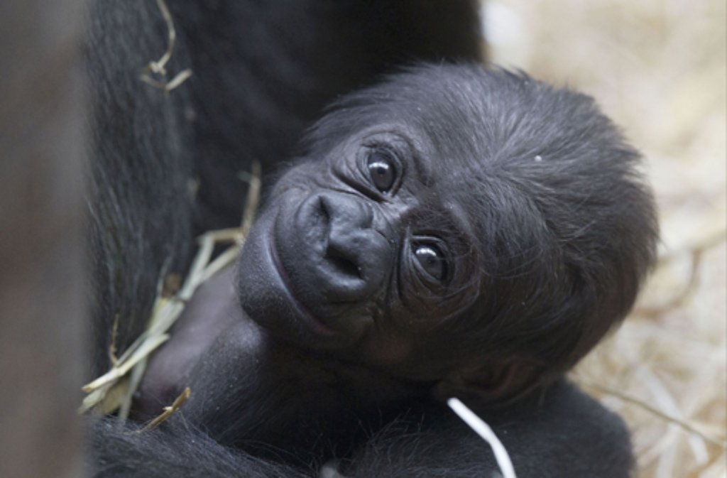 Milele heißt das kleine Gorilla-Mädchen, das am 26. Februar in der Stuttgarter Wilhelma zur Welt kommt. Die Pfleger sind in der Babyaffen-Aufzucht genauso erfahren wie Mileles Mutter Mutasi: Der kleine Menschenaffe ist das 32. Gorillababy, das in der Wilhelma das Licht der Welt erblickt.