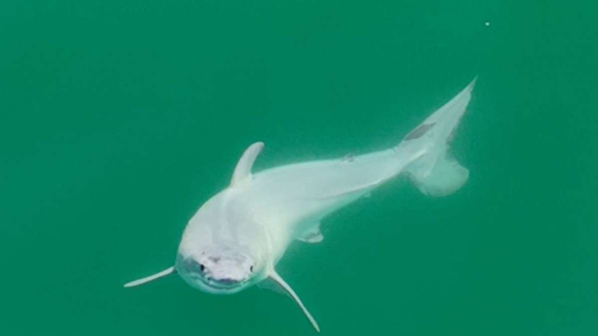 Vor der kalifornischen Küste: Möglicherweise erstmals neugeborener Weißer Hai fotografiert