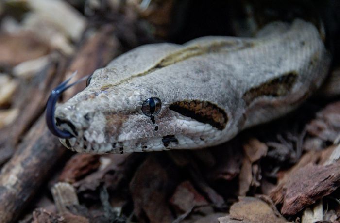 Haustiere in Stuttgart: Tierschutzbund warnt vor Reptilien-Schwemme