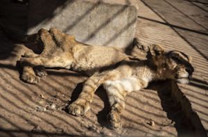 Bilder hungernder Löwen  erregen weltweit Mitleid