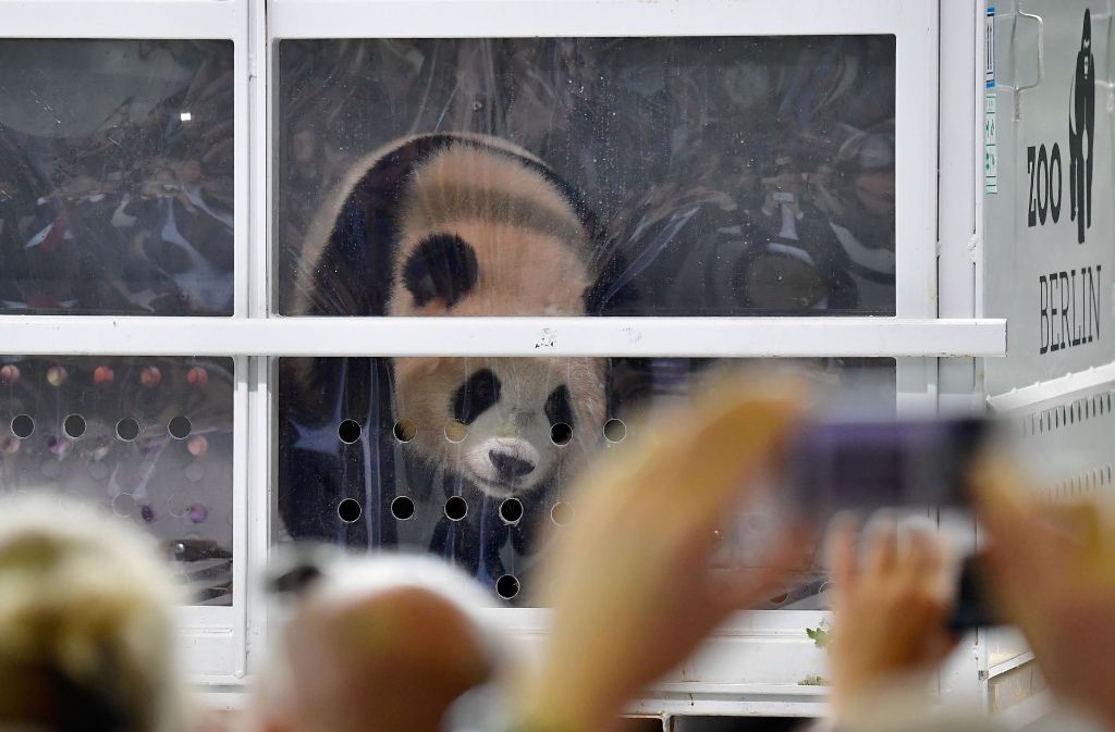 Die langersehnte Panda-Bären sind am Samstag in Berlin gelandet.